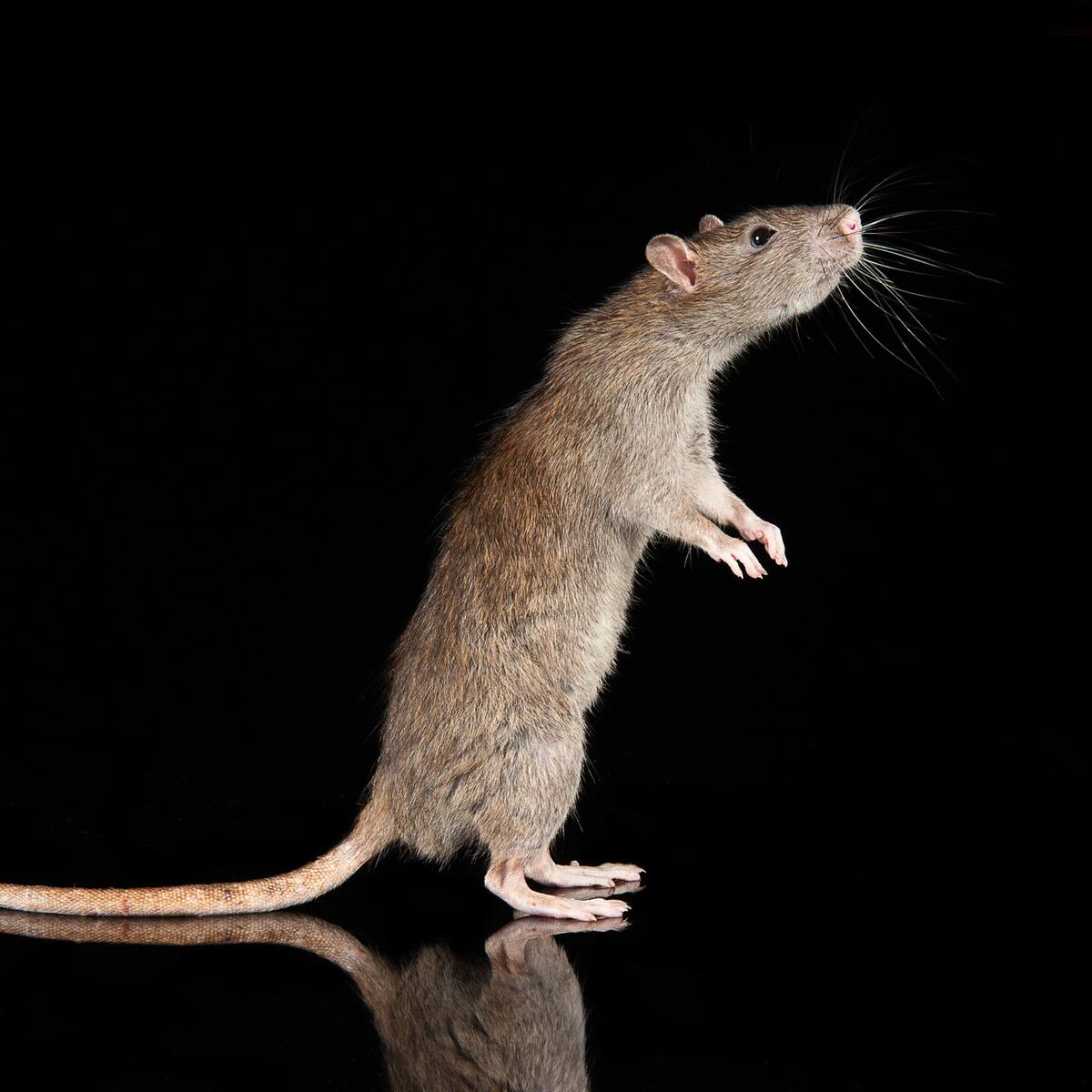 Según estudio, ratas que aprenden a conducir reducen sus niveles de estrés: ¿de qué trata?