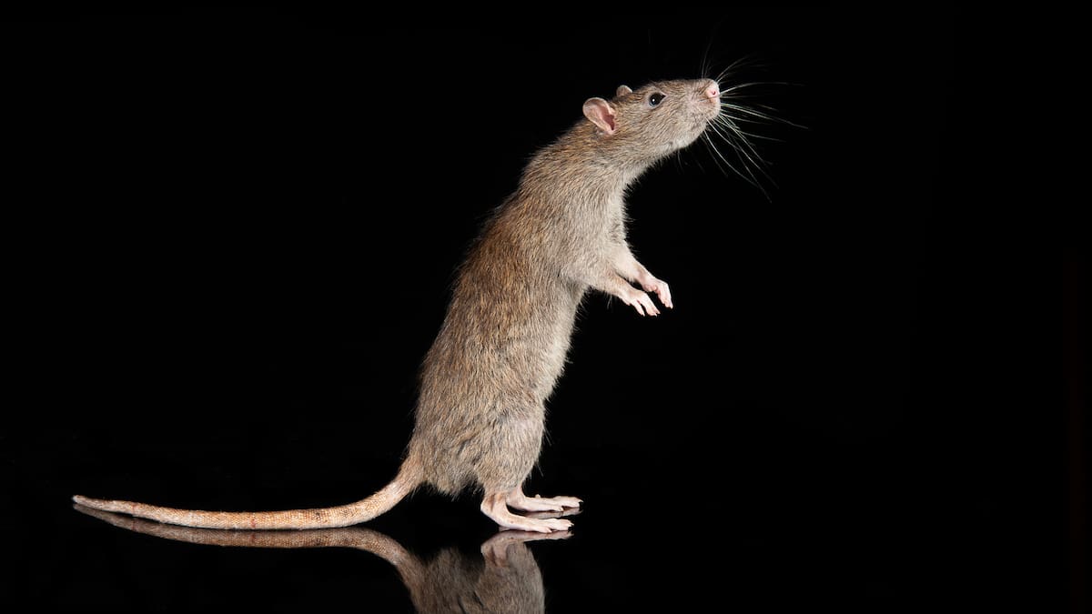 Negocio de comidas fue sellado en Barranquilla por presencia de ratas