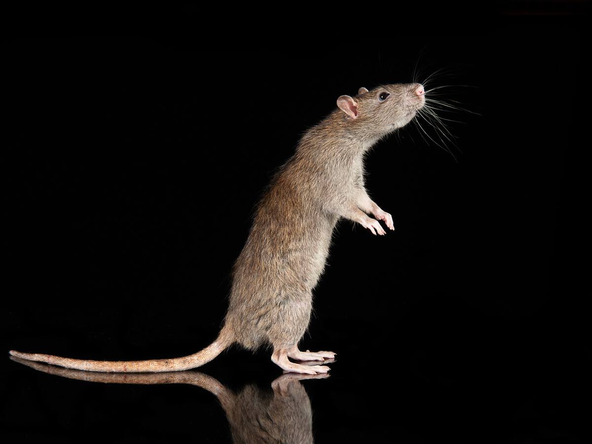 Negocio de comidas fue sellado en Barranquilla por presencia de ratas