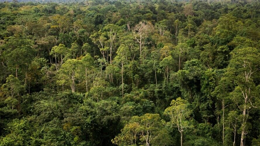 Un juzgado prohibió el ingreso, movilización y comercialización de ganado en los parques naturales de la región.. Foto: Getty Images