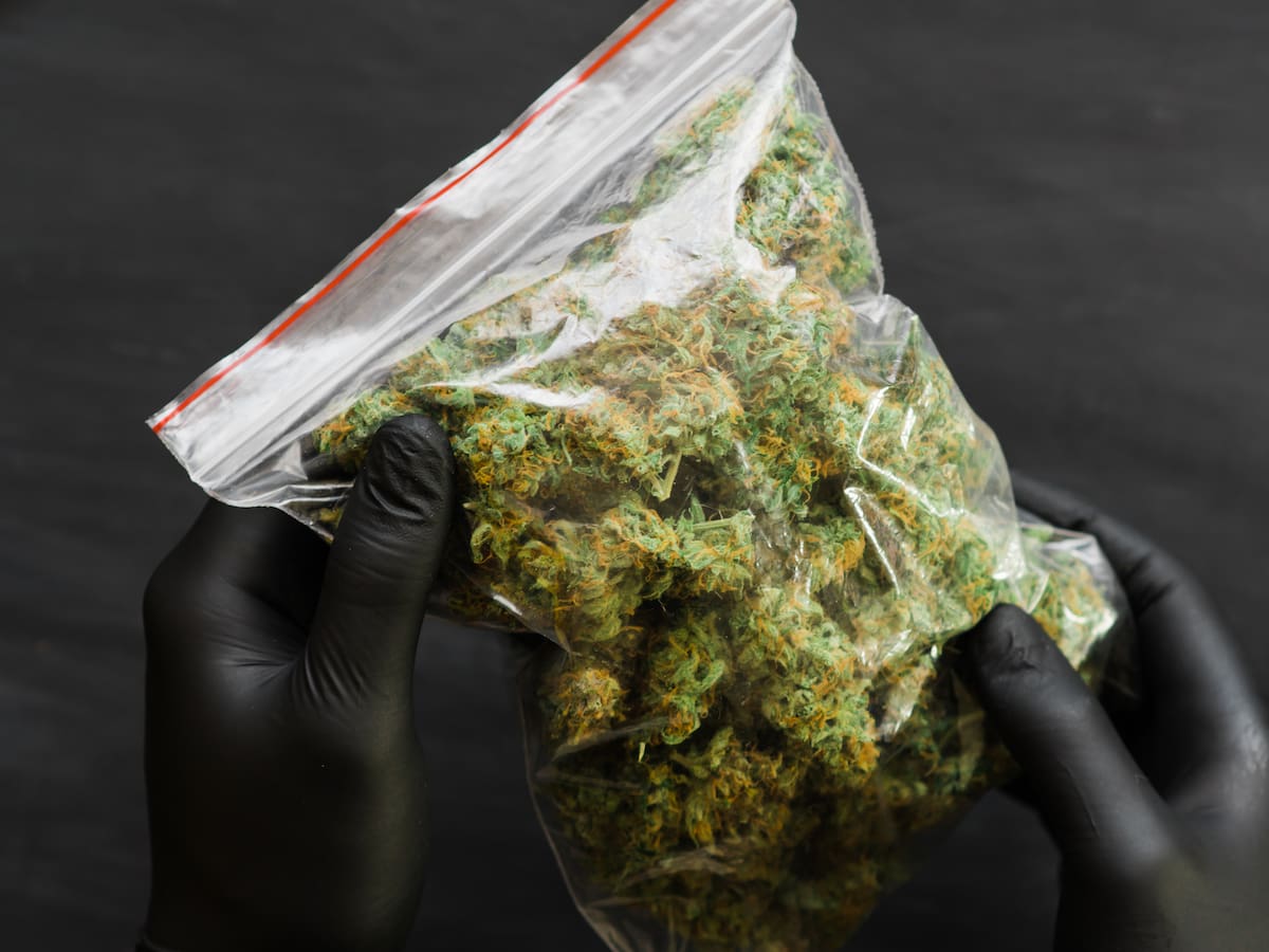 Incautan una tonelada de marihuana en la vía Pintada – Medellín