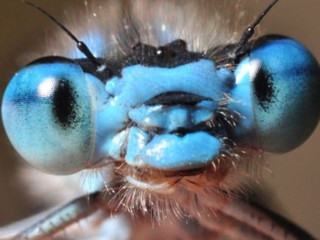 Las libélulas tienen unos ojos "compuestos" formados por unas 30.000 unidades oculares.. Foto: Colprensa