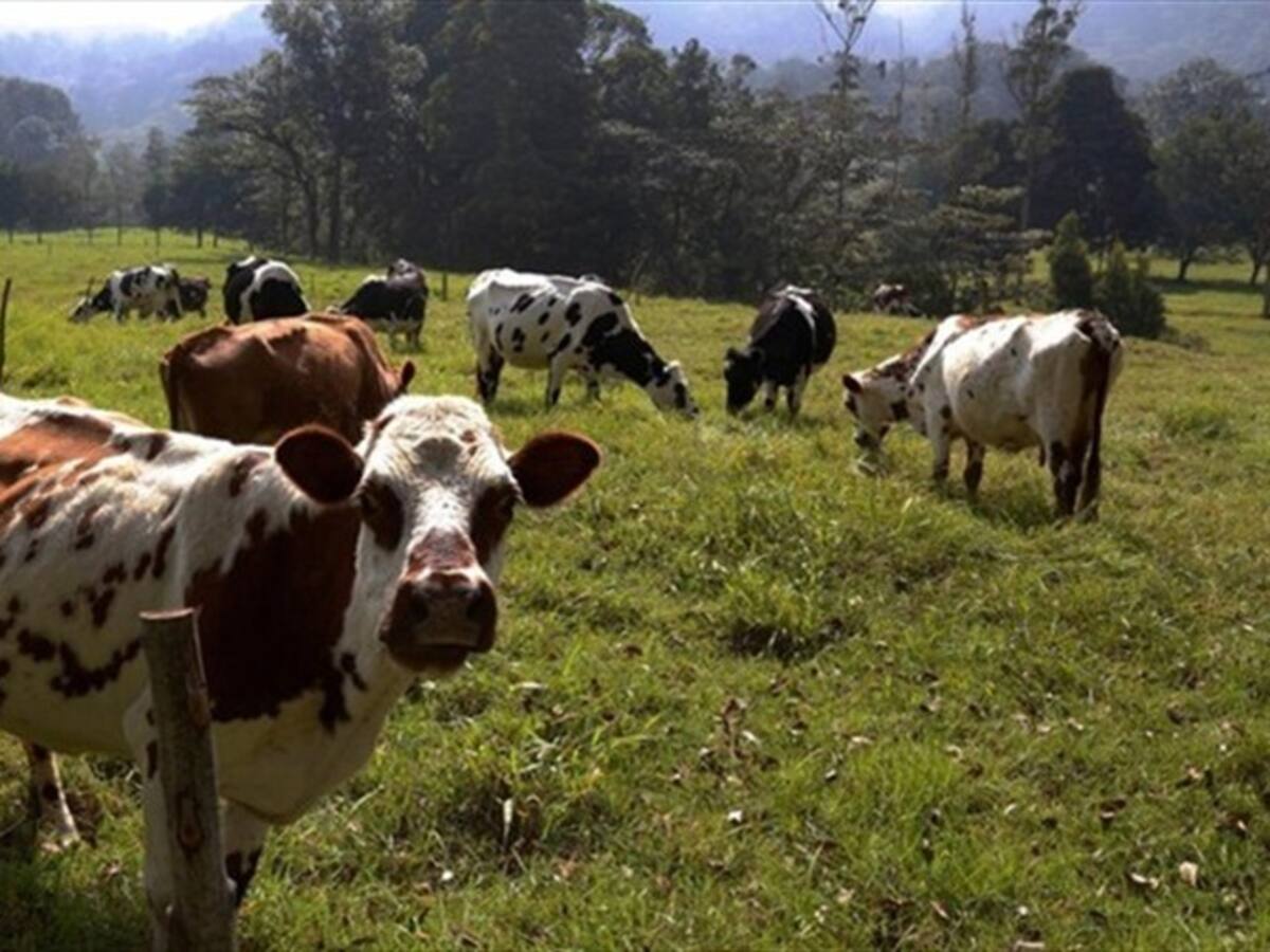 Heladas en San Miguel de Sema, Boyacá afecta 17 mil cabezas de ganado