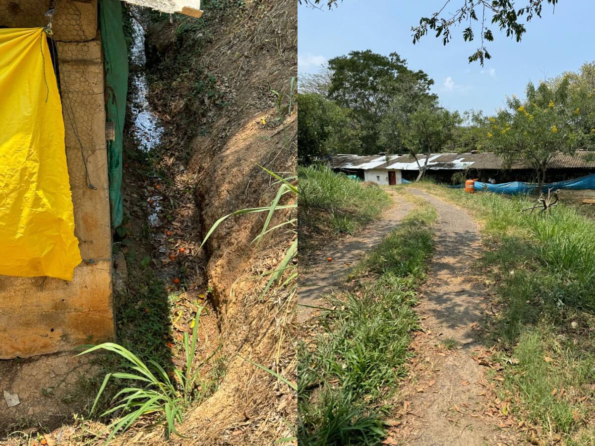 CAR impuso medidas preventivas a granja avícola en Guaduas por afectaciones ambientales