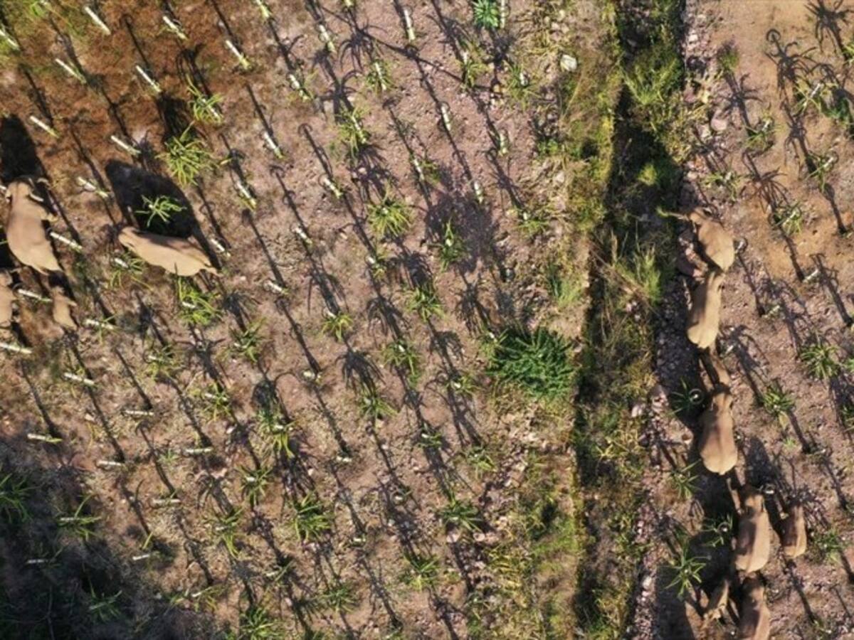 Manada de elefantes atraviesa varios pueblos durante su migración en China