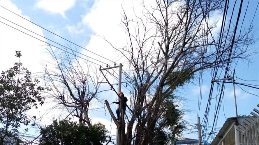 Foto: Árboles envenenados en el barrio Bosque de Cartagena