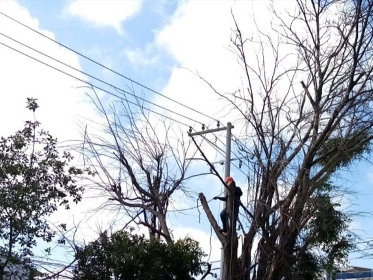 Vecinos del barrio Bosque en Cartagena envenenan árboles