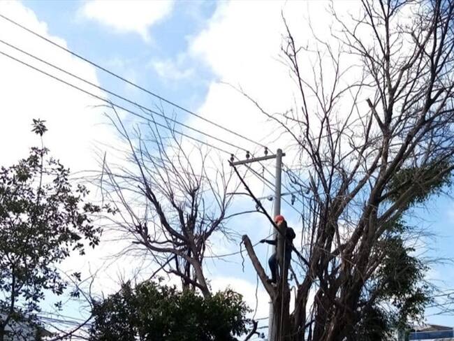 Foto: Árboles envenenados en el barrio Bosque de Cartagena