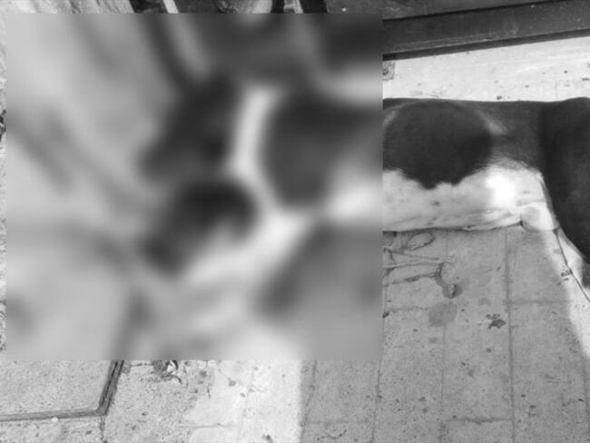 Aberrante caso de maltrato animal en el norte de Bogotá