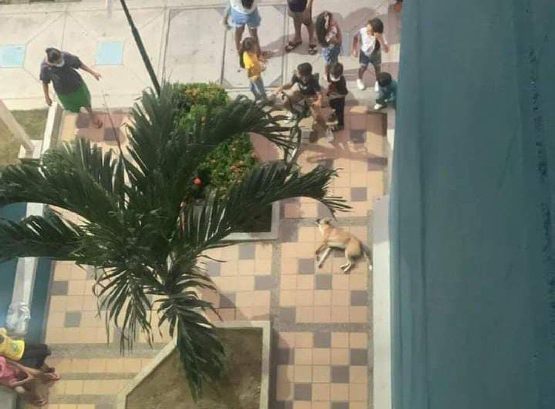 El caso de maltrato animal se registró en el sur de Cartagena. Crédito: Tomado de @BonfanteMaria