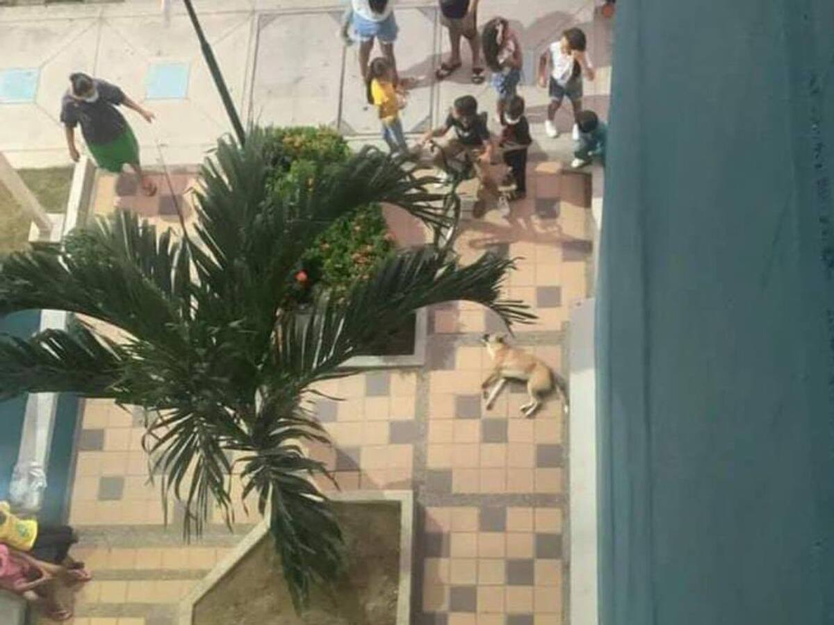 Ofrecen recompensa por información de caso de maltrato animal en Cartagena