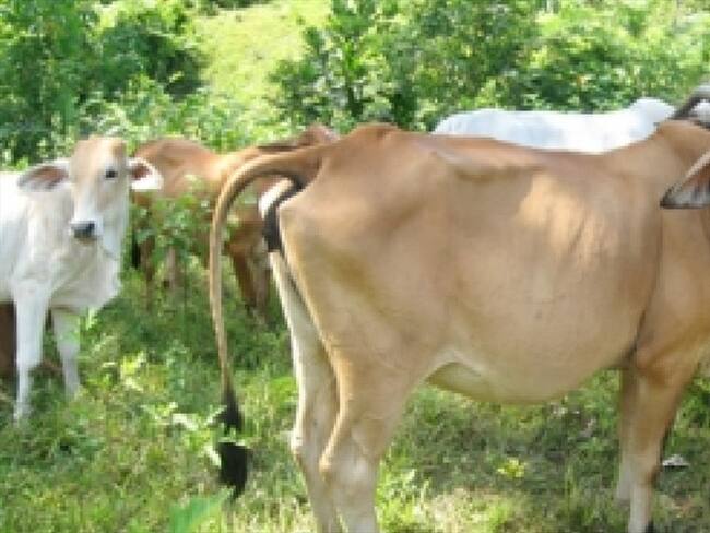 Ganadería en Santander bajó el comercio. . Foto:suministrada.