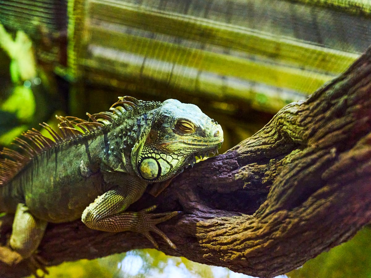 ¿Cómo diferenciar una iguana de un camaleón? Tamaño, color y características de cada uno