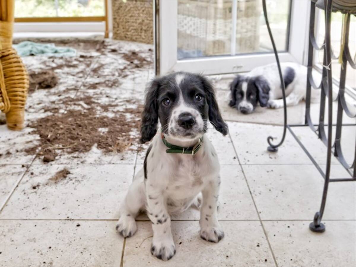 Así podrá controlar a una mascota desobediente