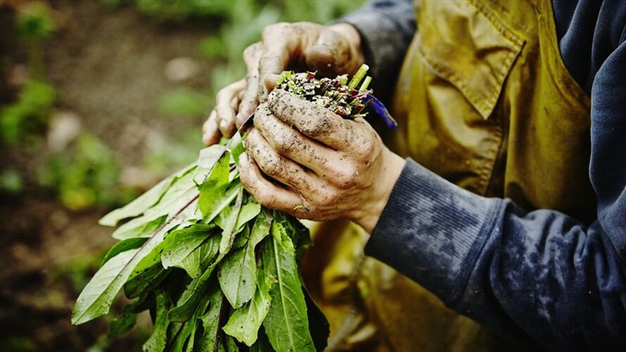 Solicitaron que se amplíe el cupo de crédito para pequeños y medianos productores en la Línea Colombia Agro Produce. Foto: Getty Images