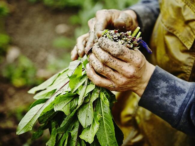 Solicitaron que se amplíe el cupo de crédito para pequeños y medianos productores en la Línea Colombia Agro Produce. Foto: Getty Images