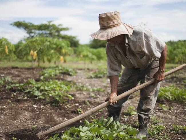 Agricultores piden que con reforma tributaria no se encarezca la comida de los colombianos. Foto: Colprensa