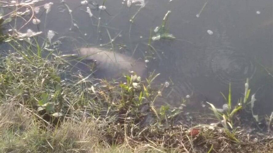 Denuncian mortandad de peces en el Parque del Agua de Santa Marta. Foto: Cortesía Carlos Matos