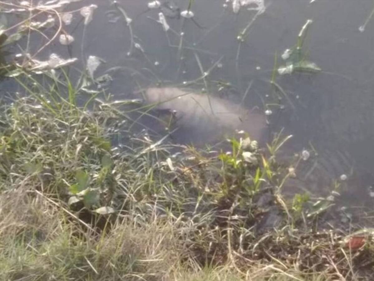 Denuncian mortandad de peces en el Parque del Agua de Santa Marta