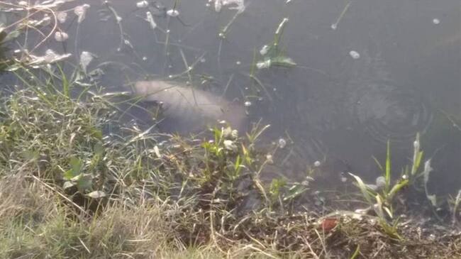 Denuncian mortandad de peces en el Parque del Agua de Santa Marta. Foto: Cortesía Carlos Matos