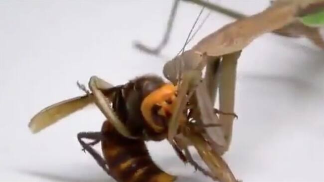 ¿Archirrival del avispón asesino? Mantis religiosa devora la cabeza de vespa mandarinia. Foto: