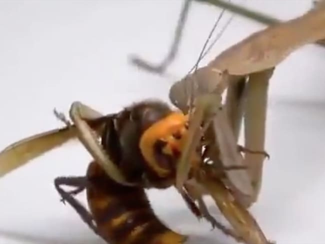 ¿Archirrival del avispón asesino? Mantis religiosa devora la cabeza de vespa mandarinia. Foto: