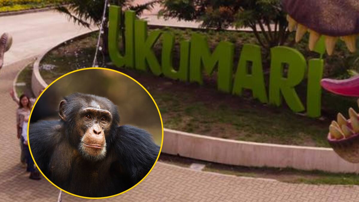 Chimpancés Pancho y Chita, el caballito de batalla en campaña por Alcaldía de Pereira