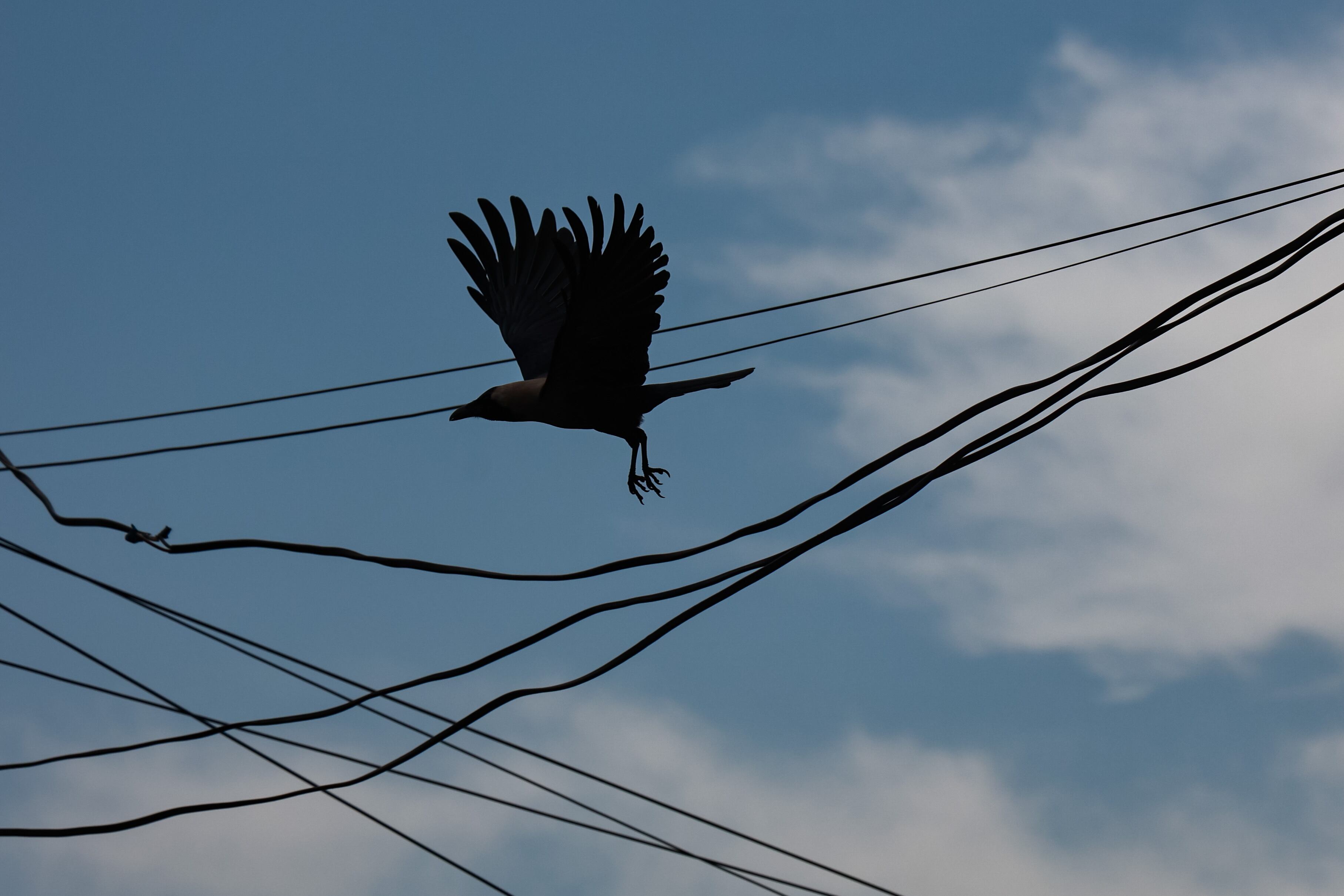 Cuervo. Foto: Nasir Kachroo/NurPhoto via Getty Images.