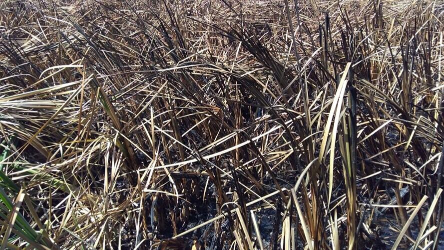 Las llamas, al parecer fueron provocadas por personas que no son del territorio, según Gestión del Riesgo de Boyacá.. Foto: Colprensa