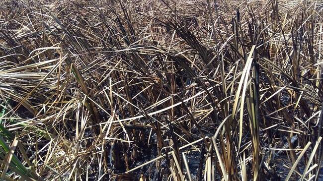 Las llamas, al parecer fueron provocadas por personas que no son del territorio, según Gestión del Riesgo de Boyacá.. Foto: Colprensa