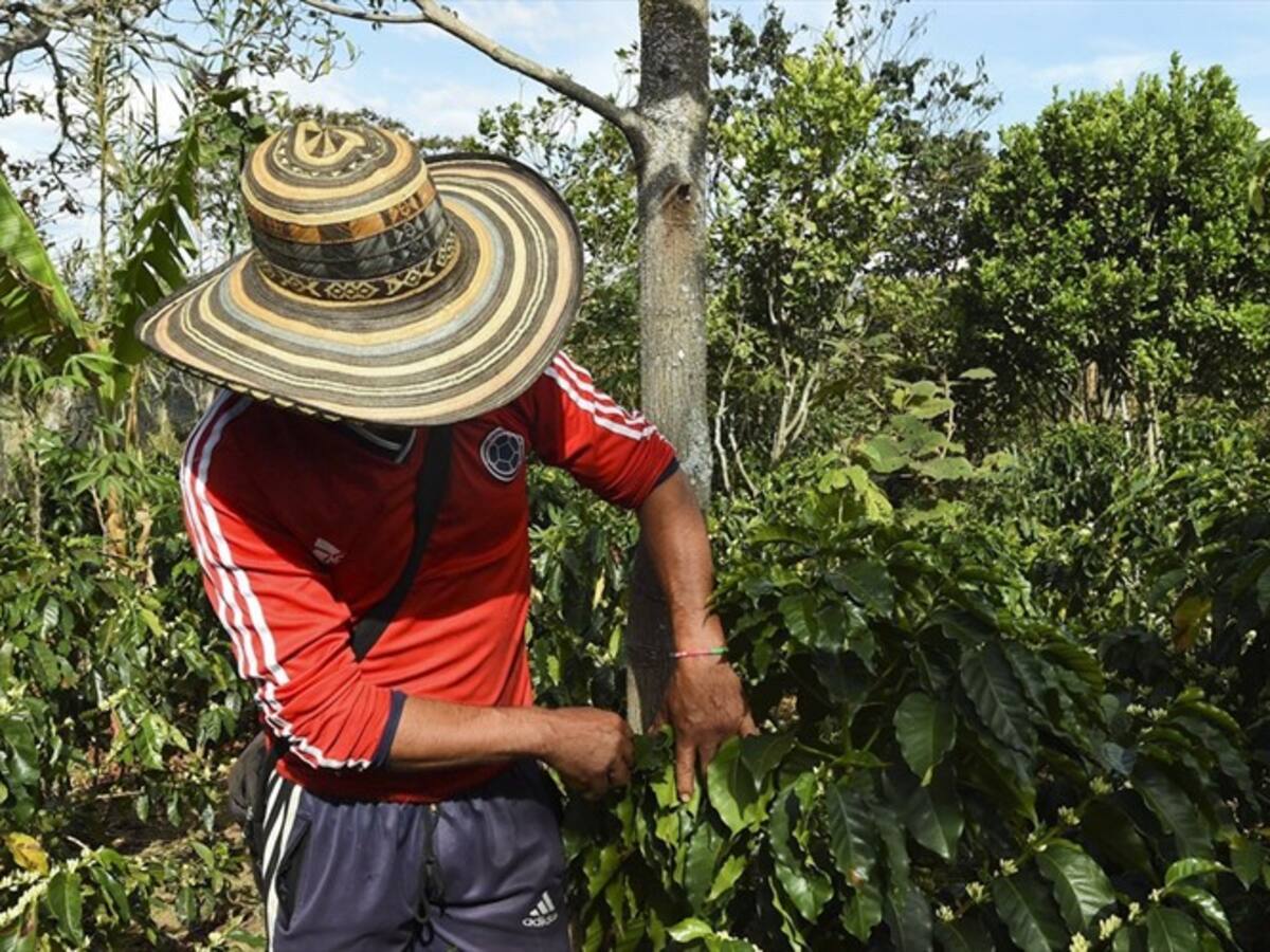 Comunidades de Cauca y ONG alertan sobre riesgos en el proceso de sustitución de cultivos