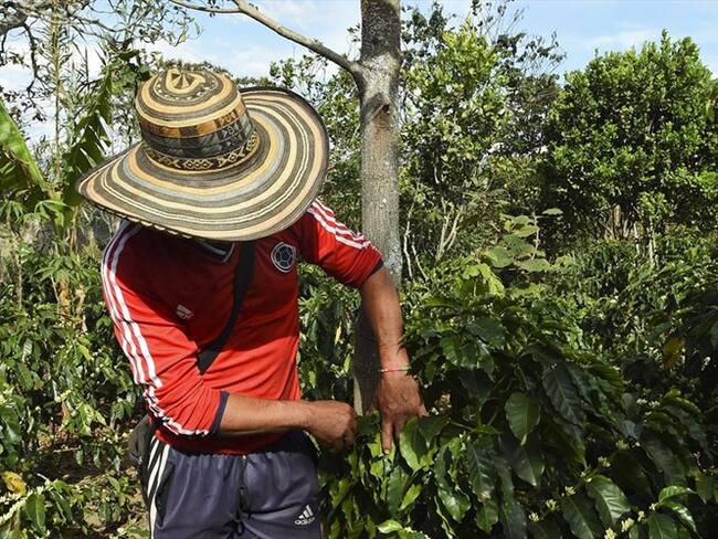 Comunidades de Cauca y ONG manifestaron su preocupación por riesgos en el proceso de sustitución de cultivos. Foto: Getty Images