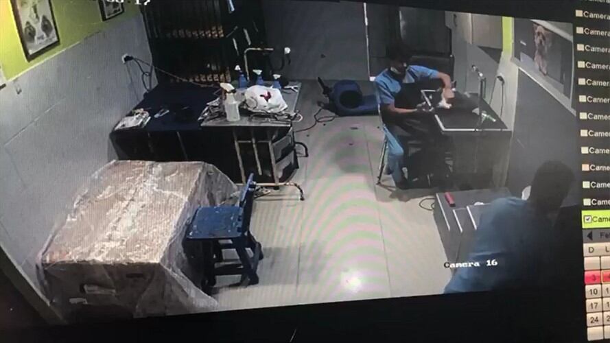 Un empleado de la veterinaria agredió a un perro llamado Teo de raza shih tzu al golpearlo con los puños cerrados. Foto: Silvana Salas