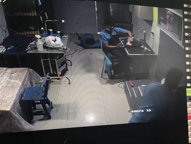 Un empleado de la veterinaria agredió a un perro llamado Teo de raza shih tzu al golpearlo con los puños cerrados. Foto: Silvana Salas