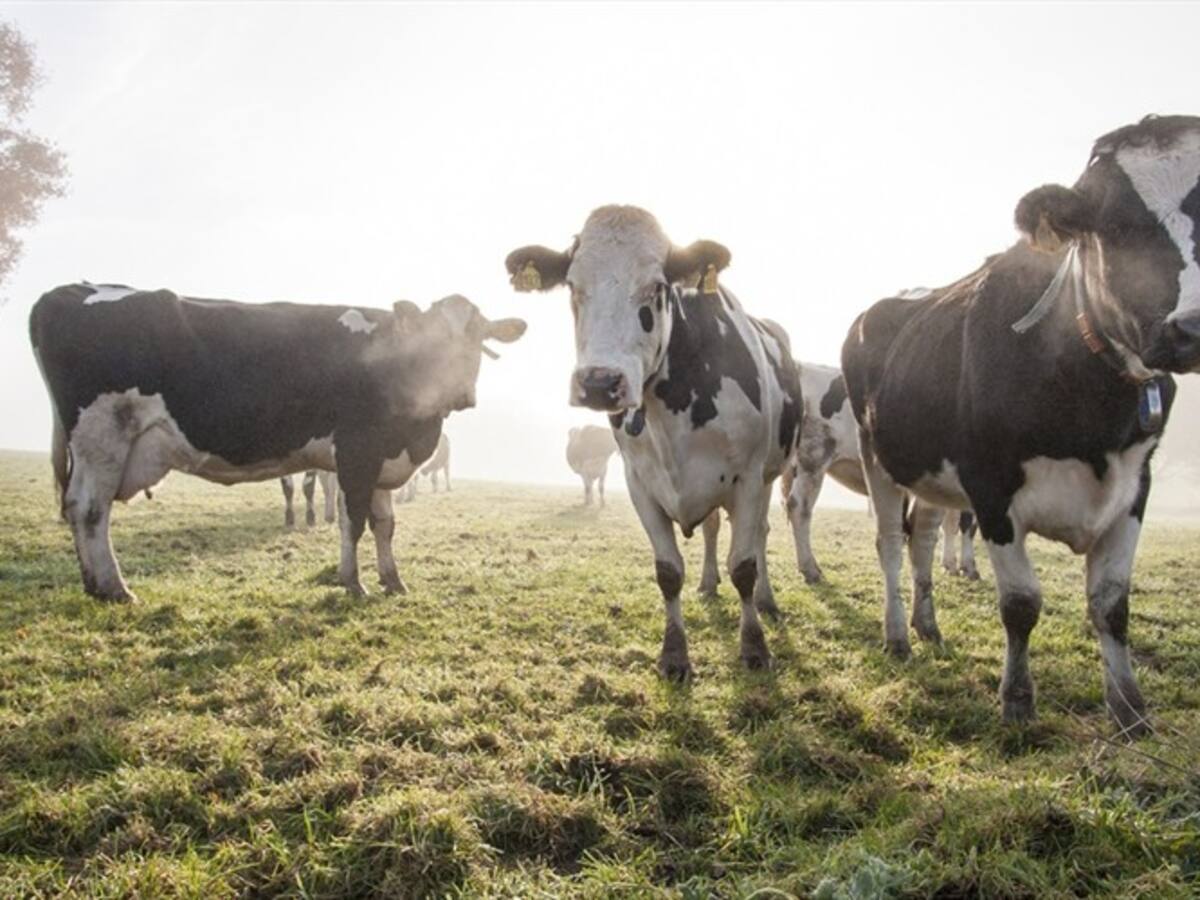 Expertos logran entrenar a un grupo de vacas para que aprendan a ir al baño