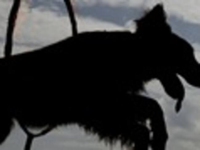 ¿Qué trato debemos darles a nuestros perros? #PerroEsMascotaOFamilia