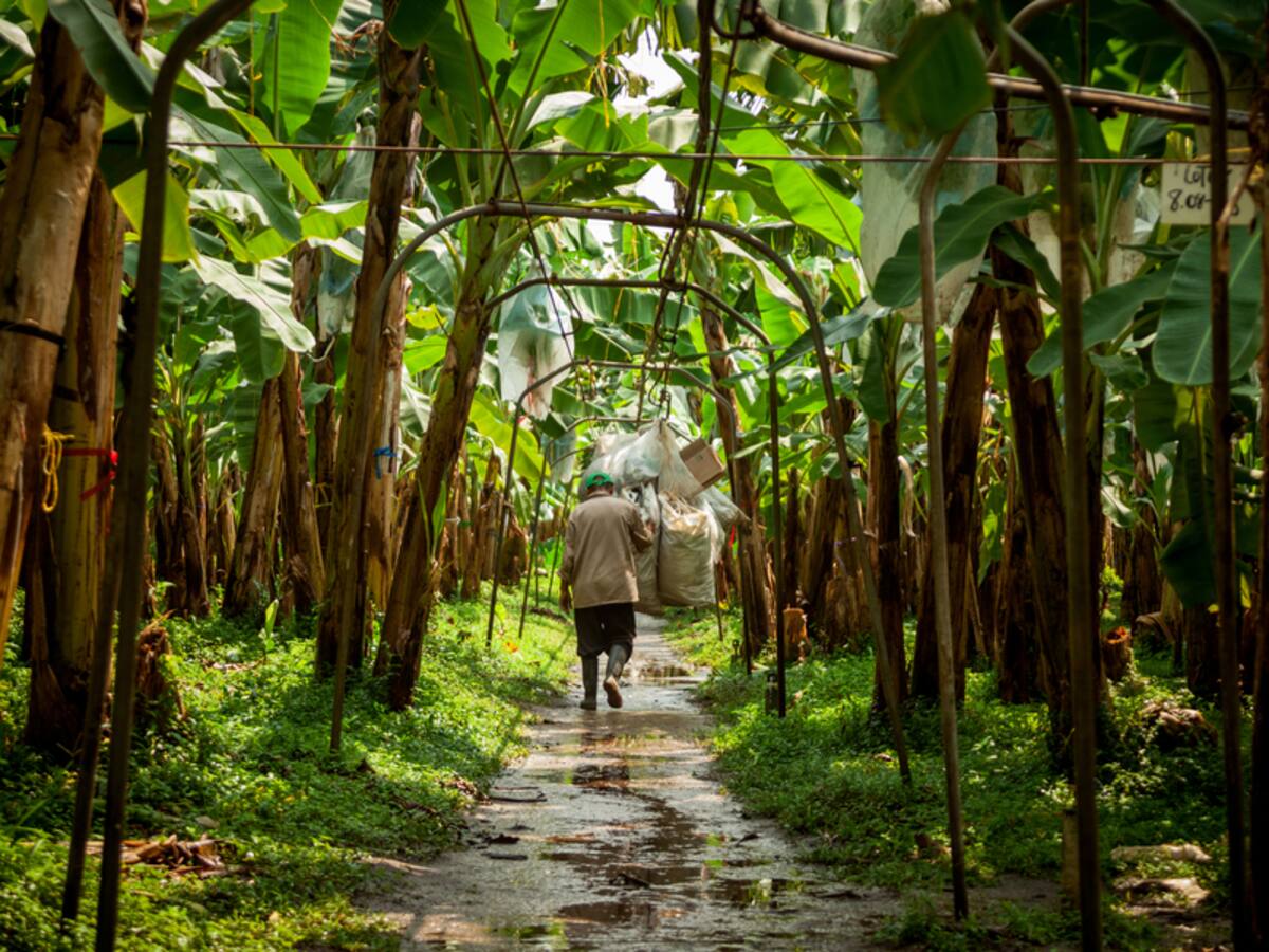 Asbama alerta a las autoridades ante el aumento de inseguridad en la Zona Bananera