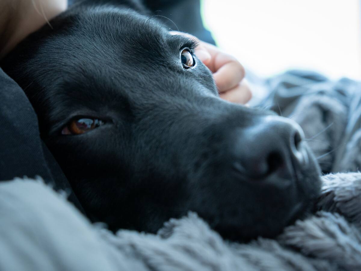 Fundación que rescata a animales en condición de calle necesita un nuevo hogar