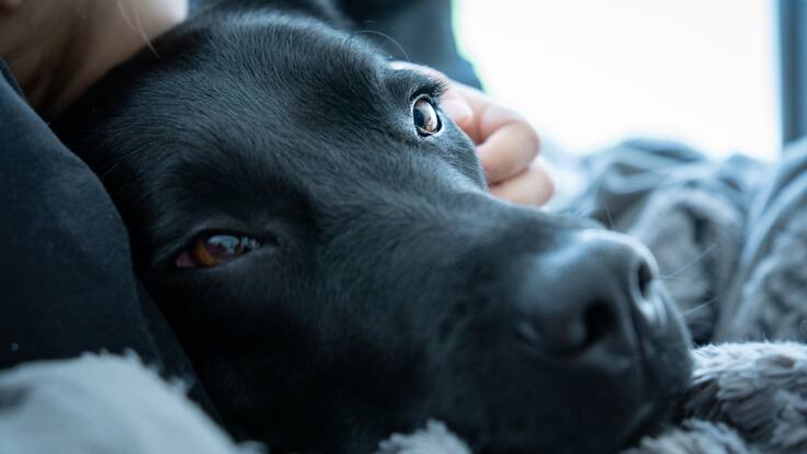Fundación que rescata a animales en condición de calle necesita un nuevo hogar