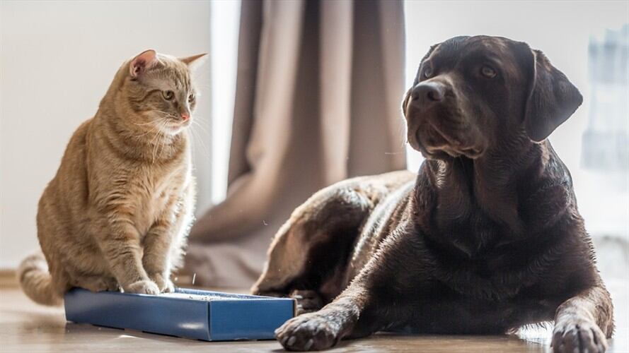 Las búsquedas más populares sobre perros y gatos en Google. Foto: Getty Images