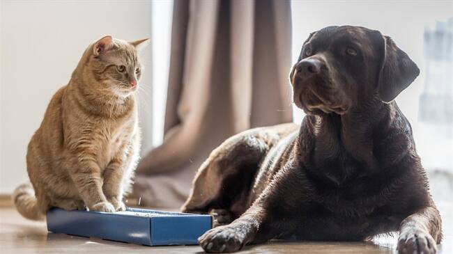Las búsquedas más populares sobre perros y gatos en Google. Foto: Getty Images