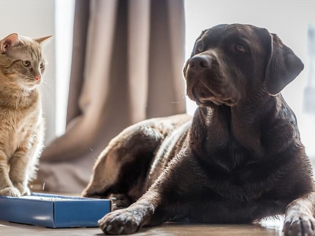 Las búsquedas más populares sobre perros y gatos en Google. Foto: Getty Images