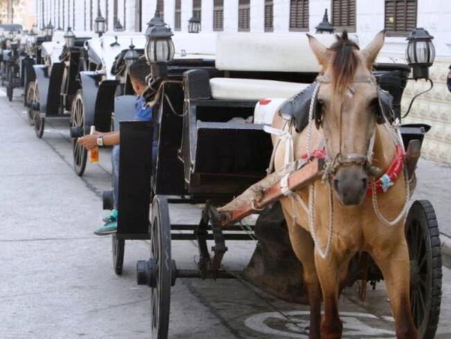 Desde hace 50 años viene operando el servicio de caballos cocheros en Cartagena. Crédito: Foto/Cortesía Colprensa.