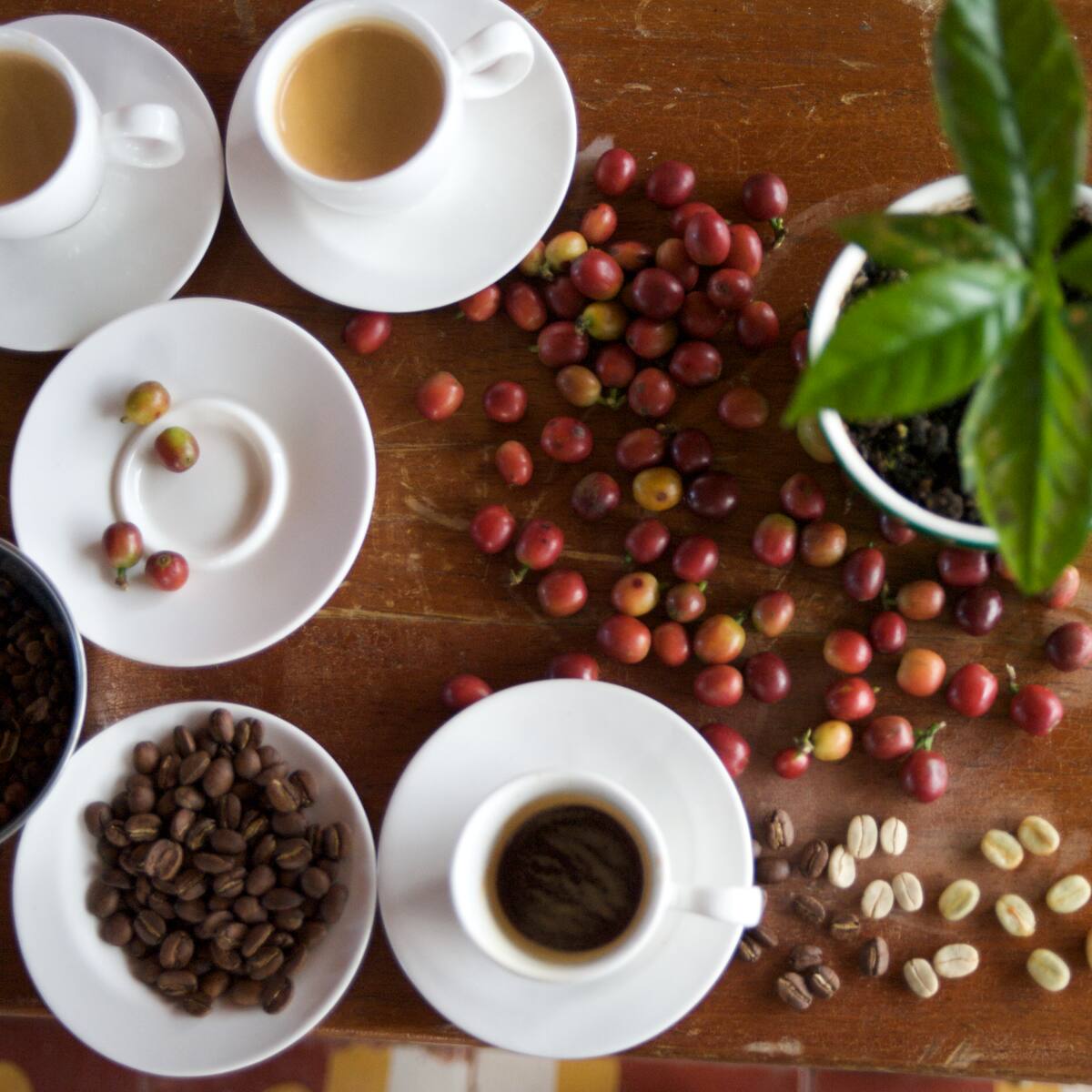 Producción de café no se recupera y en enero volvió a caer