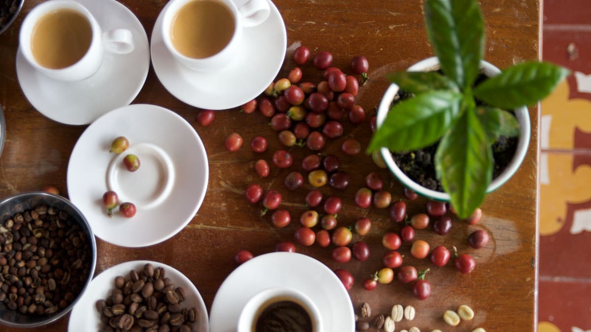 ¿Cuántas tazas de café se puede tomar una persona al día?