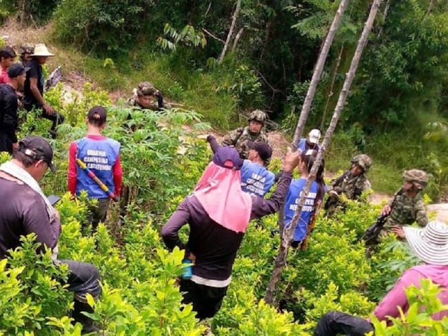 Tensión entre cultivadores de hoja de coca y miembros del Ejército Nacional en Tibú- Cortesía 