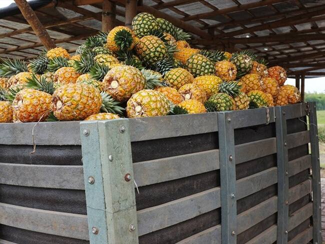Piña colombiana, la fruta que se tomará los supermercados de Canadá