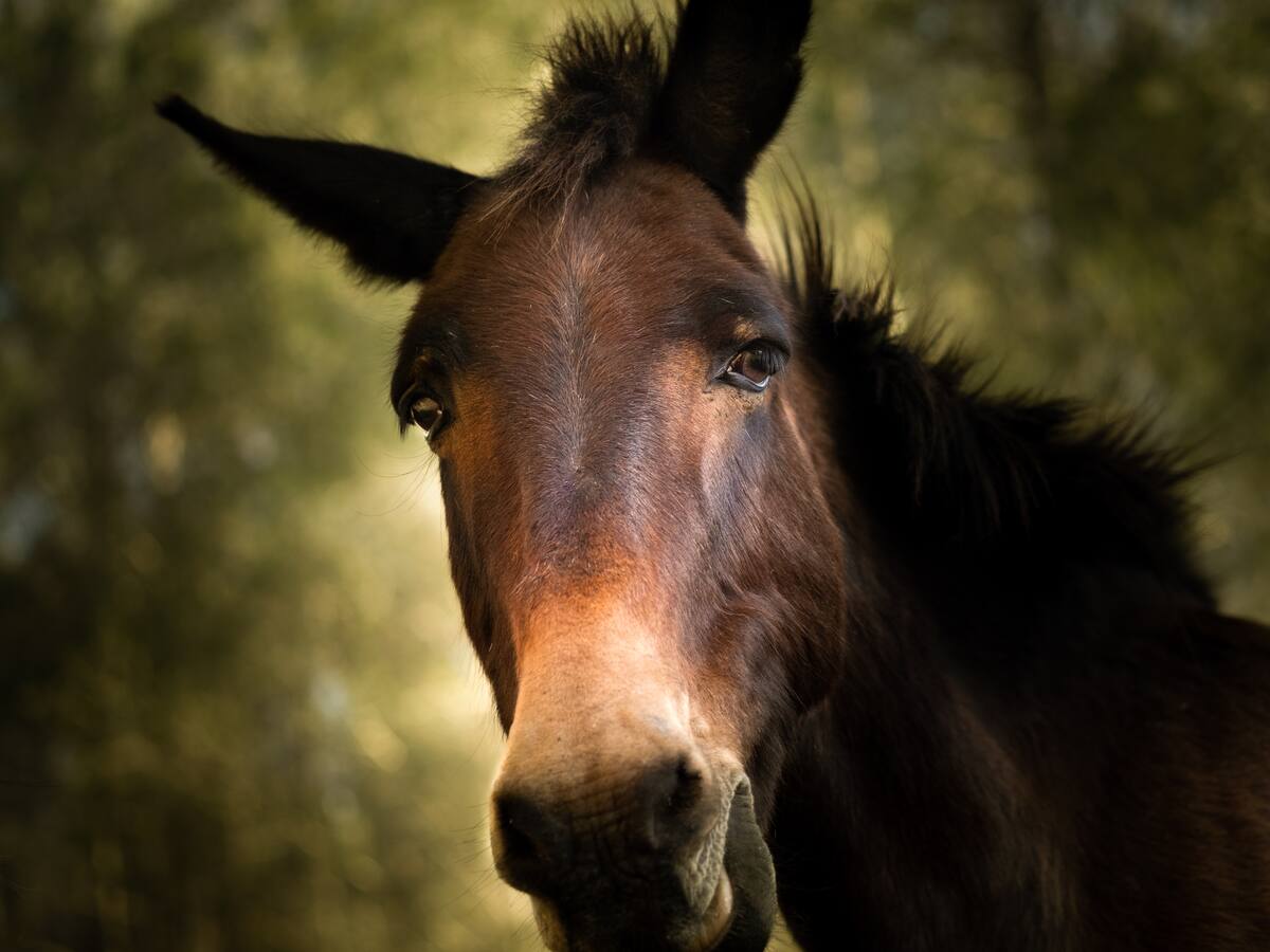 Cuál es la diferencia entre mulas y burdéganos: padres y más características de estos animales