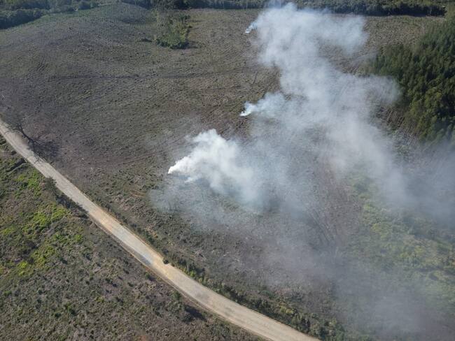 Los invasores provocaron incendios que consumieron 55 hectáreas de plantaciones forestales comerciales. Crédito: Smurfit Kappa.