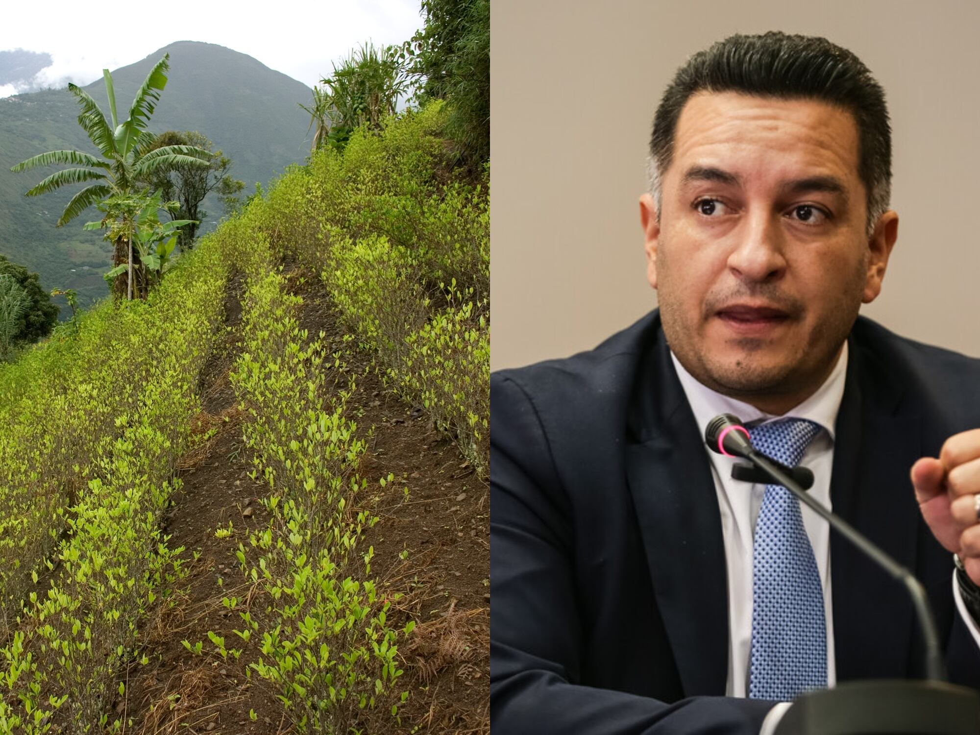 MinJusticia defiende uso, nuevamente, del glifosato: “estamos hablando de aspersión terrestre”